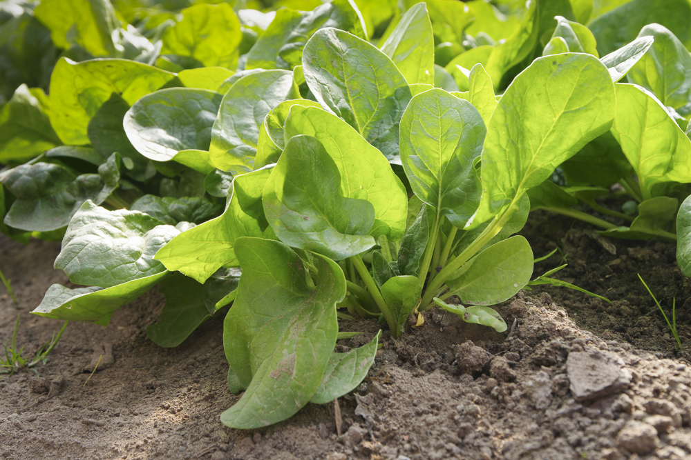 Spinat als Salat und Gemüse im Frühjahr