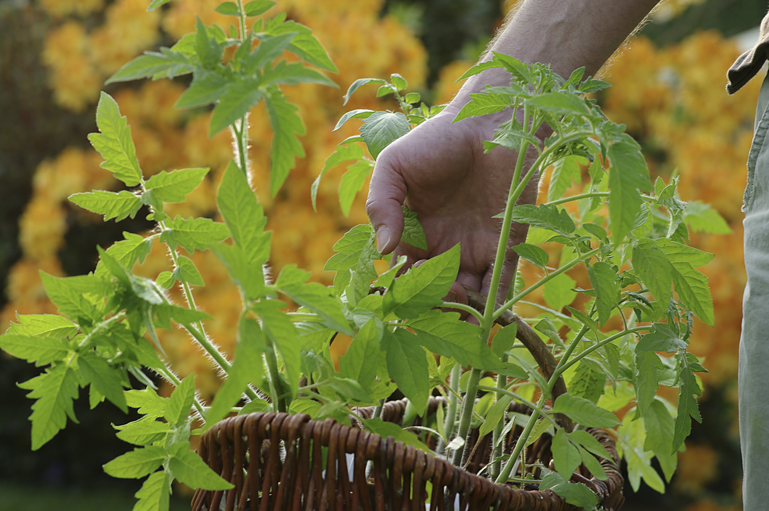 Tomaten jetzt auspflanzen!