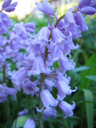 Blauglöckchen (Hyacinthoides hispanica)