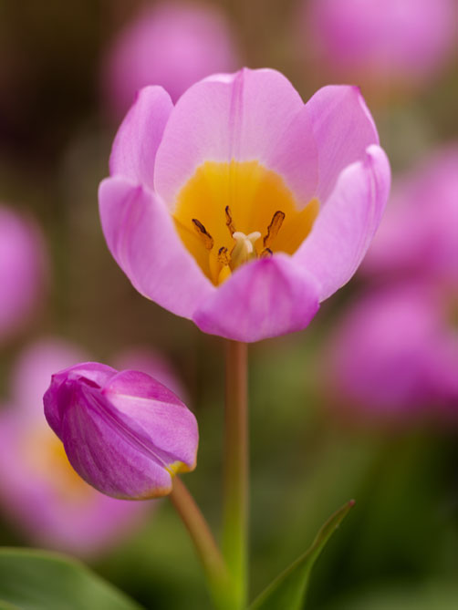 Wildtulpe Tulipa saxatilis