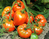 Tomate Ochsenherz