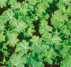 Gemüsemalve (Malva verticillata)