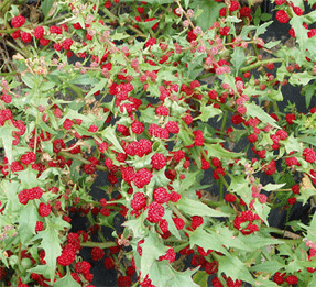 Erdbeerspinat (Chenopodium oder Blitum capitatum)