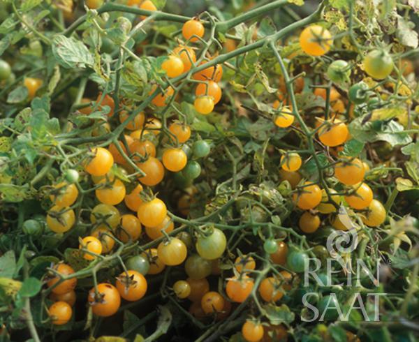 Tomate Gelbe Johannisbeere