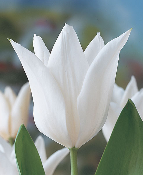 Lilienblütige Tulpe White Triumphator