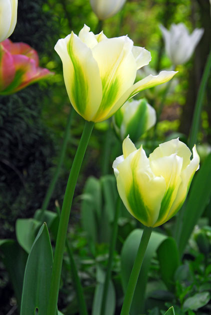 Viridiflora-Tulpe Spring Green