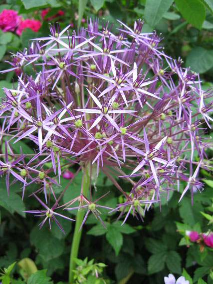 Sternkugellauch (Allium christophii)